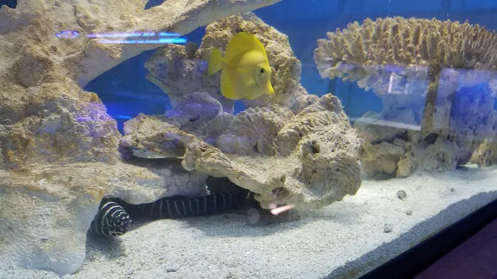 Exotic Fish & Corals Picture 9