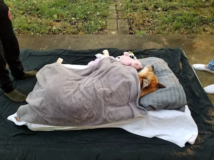 House Call Pet Doctor Picture 1