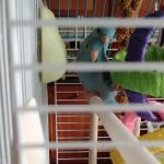 Exotic Birds By Windsong