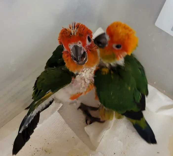 Exotic Birds By Windsong Picture 6