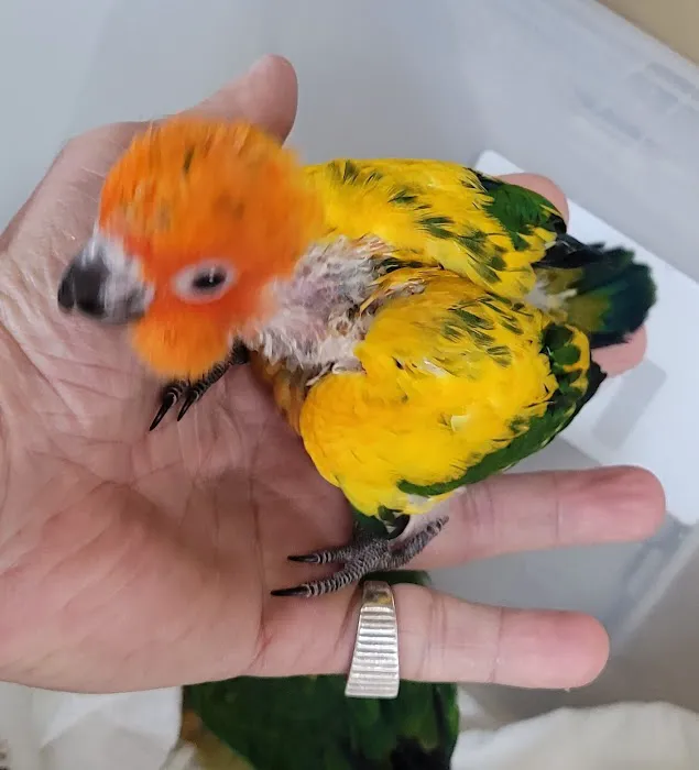 Exotic Birds By Windsong Picture 4