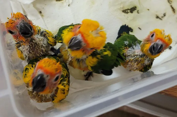 Exotic Birds By Windsong Picture 7
