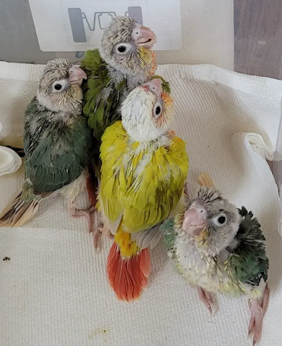 Exotic Birds By Windsong Picture 8