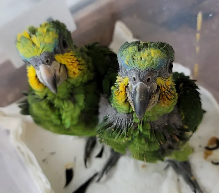 Exotic Birds By Windsong Picture 10