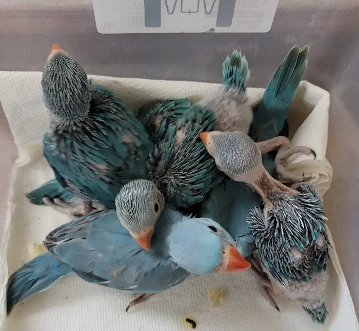 Exotic Birds By Windsong Picture 9