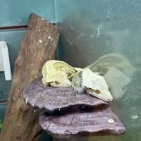 PET ZONE ico
