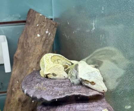 PET ZONE