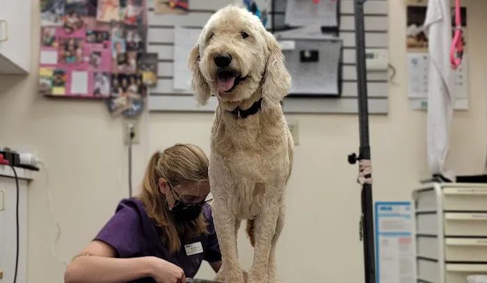 VCA Kirkwood Animal Hospital Picture 3