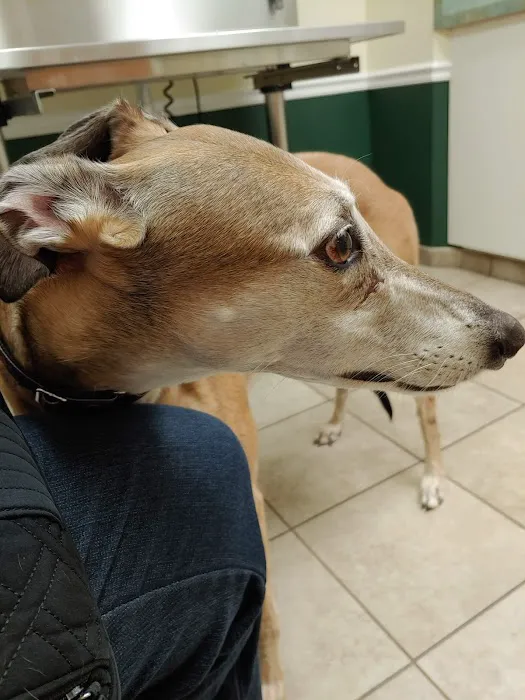 VCA Kirkwood Animal Hospital Picture 4