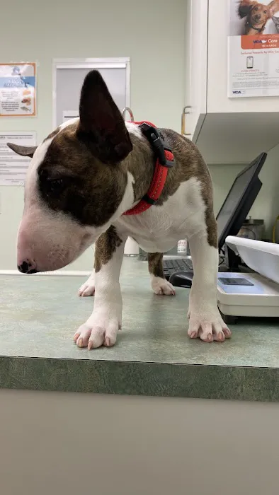 VCA Kirkwood Animal Hospital Picture 8