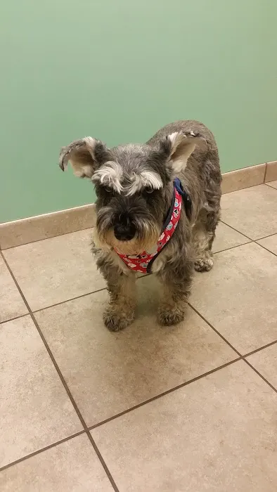 VCA Kirkwood Animal Hospital Picture 10