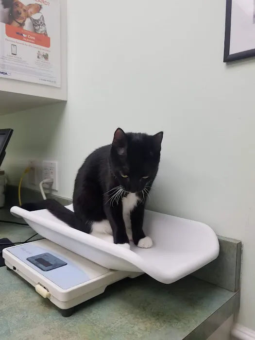 VCA Kirkwood Animal Hospital Picture 9