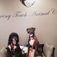 Loving Touch Animal Clinic ico