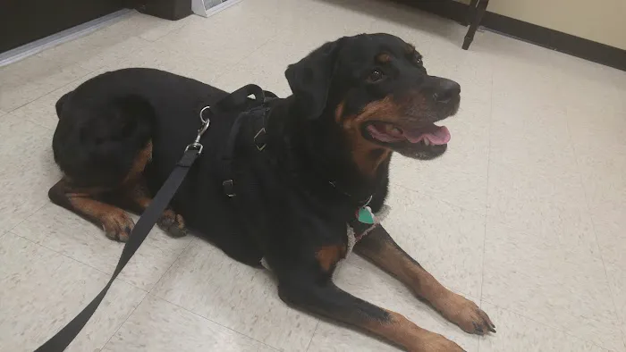 Loving Touch Animal Clinic Picture 5