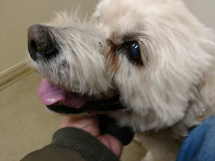 Animal Veterinary Center Picture 8