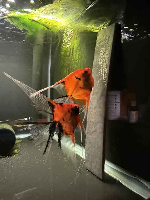 Amazonia Tropical Fish LLC Picture 2