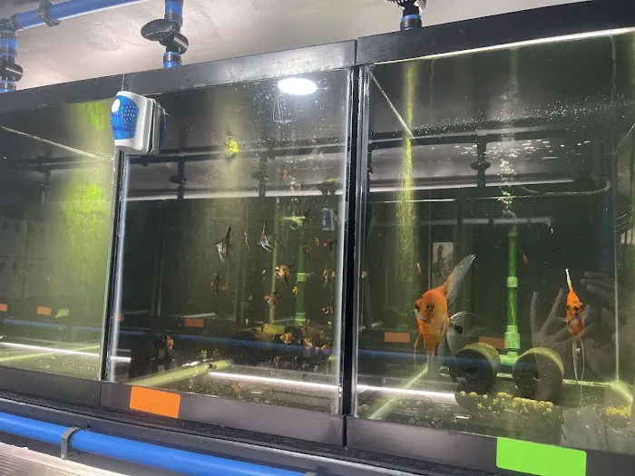 Amazonia Tropical Fish LLC Picture 3