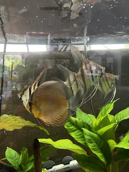 Amazonia Tropical Fish LLC Picture 1