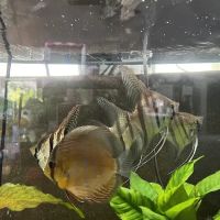 Amazonia Tropical Fish LLC ico