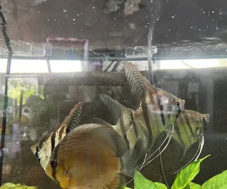 Amazonia Tropical Fish LLC