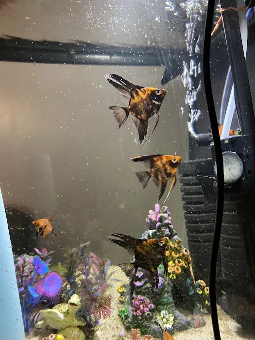 Amazonia Tropical Fish LLC Picture 4
