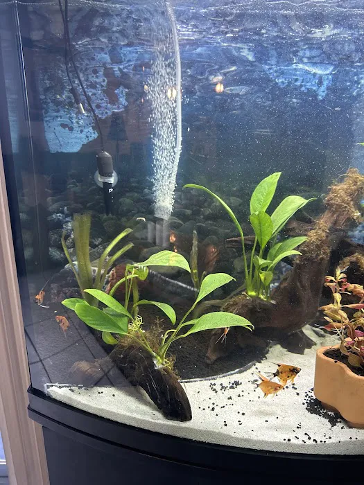 Amazonia Tropical Fish LLC Picture 6