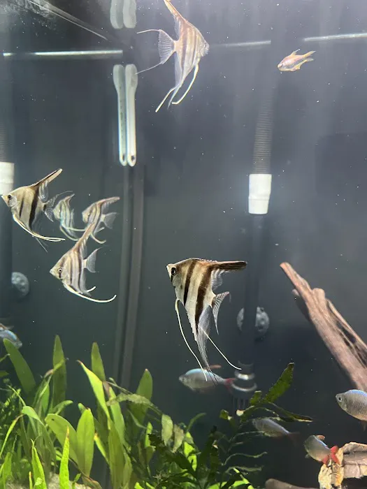 Amazonia Tropical Fish LLC Picture 5