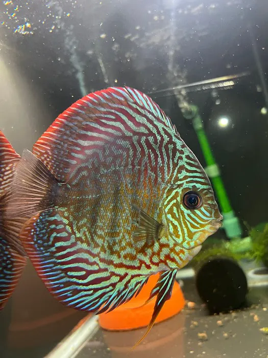 Amazonia Tropical Fish LLC Picture 9