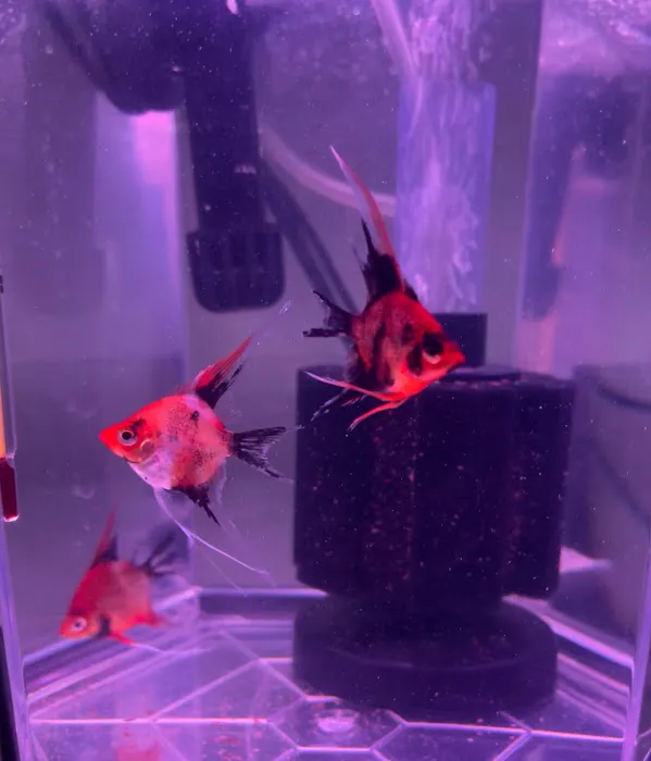 Amazonia Tropical Fish LLC Picture 8