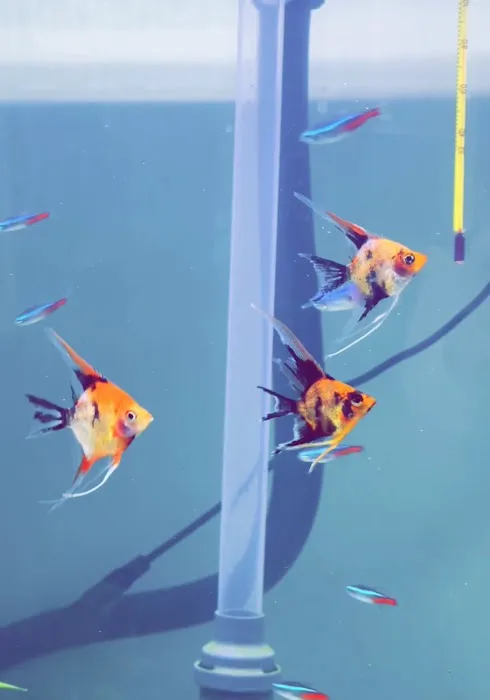 Amazonia Tropical Fish LLC Picture 10