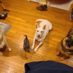 Animal Veterinary Center: Shultz, Teri DVM