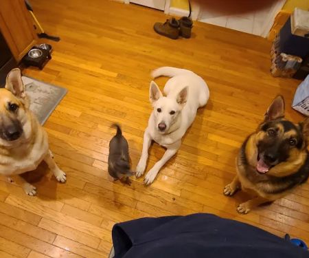 Animal Veterinary Center: Shultz, Teri DVM