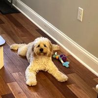 Petco ico