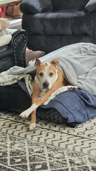 Animal Haven Veterinary Center Picture 4