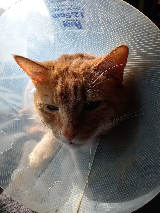 Animal Haven Veterinary Center Picture 3