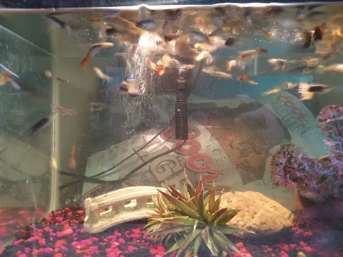 The Fish Tank Guy Inc Picture 5