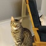 Foxfield Veterinary Services