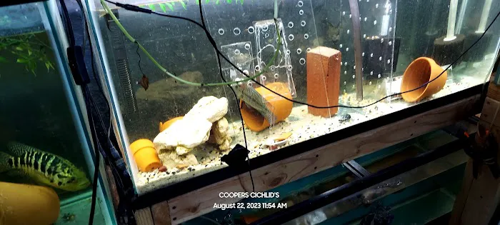 Coopers Cichlids private breeder Picture 1