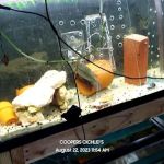 Coopers Cichlids private breeder