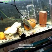 Coopers Cichlids private breeder ico