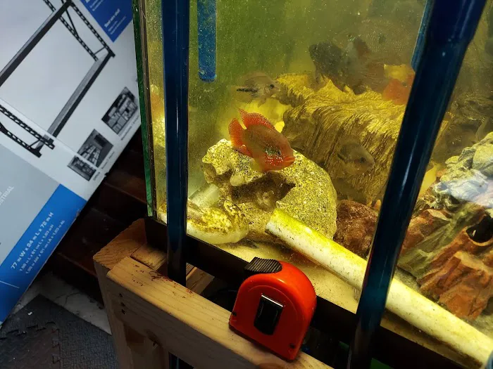 Coopers Cichlids private breeder Picture 3