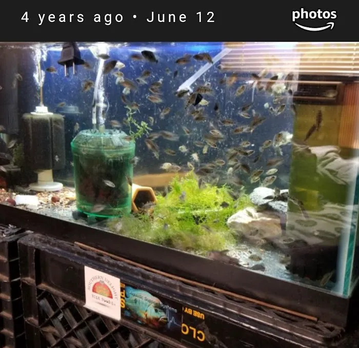 Coopers Cichlids private breeder Picture 5