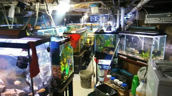 Coopers Cichlids private breeder Picture 4