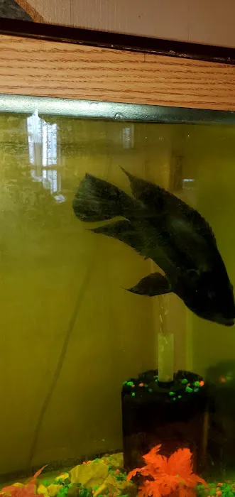 Coopers Cichlids private breeder Picture 7
