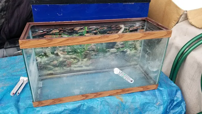 Coopers Cichlids private breeder Picture 10