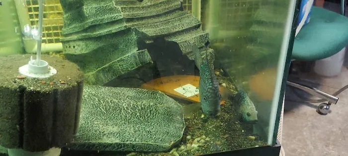 Coopers Cichlids private breeder Picture 8