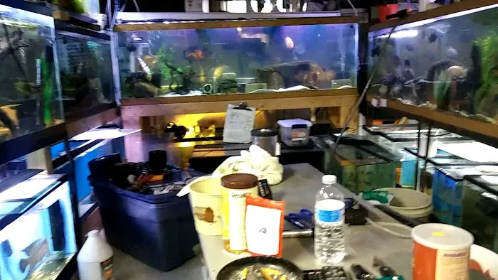 Coopers Cichlids private breeder Picture 9