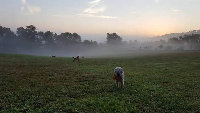 Applebrook Inn Veterinary Center & Pet Resort Picture 2