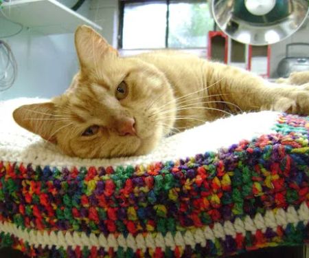 Edinburg Animal Hospital: Kerry Danielsen VMD