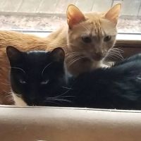 Edinburg Animal Hospital ico